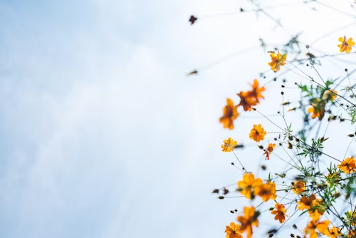 Peace, Flowers & Spring Retreat Day