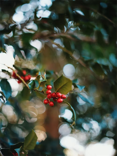 Peace, Wreaths & Christmas Retreat Day