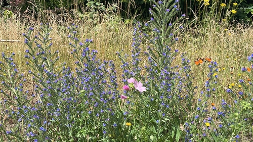 Extraordinary Women - Mindfulness amp Presence with the Poems of Mary Oliver