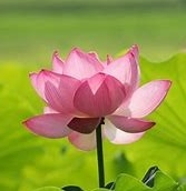 Awakening our Natural Compassion & Wisdom - An Introduction to Tibetan Buddhism - Alison Murdoch